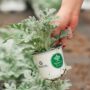 Dusty Miller – Silverdust – 4″ Pot
